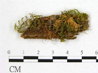 登錄號:F0014192藏品圖，第1張