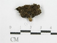 鬼傘屬藏品圖，第3張