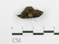 鬼傘屬藏品圖，第4張