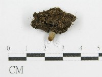 鬼傘屬藏品圖，第5張