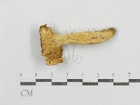 紅菇屬藏品圖，第3張