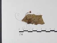 登錄號:F0014199藏品圖，第1張