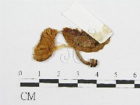 登錄號:F0014200藏品圖，第1張