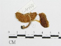 登錄號:F0014200藏品圖，第3張