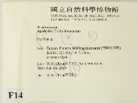 小菇屬藏品圖，第2張