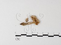 小菇屬藏品圖，第1張