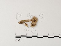 小菇屬藏品圖，第3張