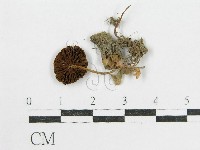 登錄號:F0014202藏品圖，第1張