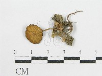 登錄號:F0014202藏品圖，第3張