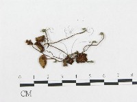 登錄號:F0014203藏品圖，第3張