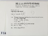 四孢蘑菇藏品圖，第2張