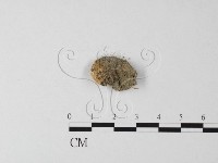 四孢蘑菇藏品圖，第3張