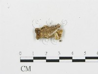 四孢蘑菇藏品圖，第4張