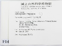 血紅密孔菌藏品圖，第2張