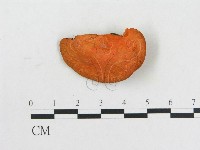 血紅密孔菌藏品圖，第3張
