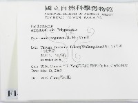 血紅密孔菌藏品圖，第2張