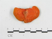 血紅密孔菌藏品圖，第3張