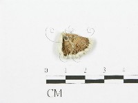 裂褶菌藏品圖，第1張