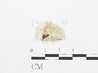 裂褶菌藏品圖，第3張