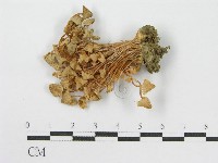 登錄號:F0014208藏品圖，第1張