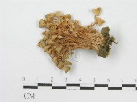 登錄號:F0014208藏品圖，第3張