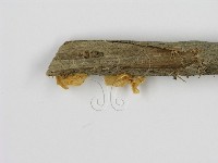 登錄號:F0014211藏品圖，第4張