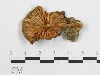 登錄號:F0014212藏品圖，第4張