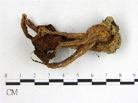 登錄號:F0014213藏品圖，第3張