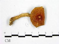 登錄號:F0014214藏品圖，第1張