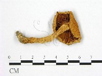 登錄號:F0014214藏品圖，第3張