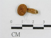 登錄號:F0014215藏品圖，第3張