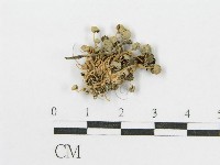 登錄號:F0014216藏品圖，第1張