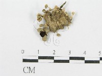 登錄號:F0014216藏品圖，第3張