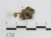 登錄號:F0014217藏品圖，第3張