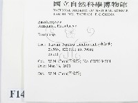 紅菇屬藏品圖，第2張