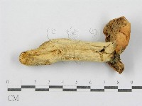 紅菇屬藏品圖，第3張