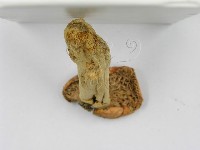 紅菇屬藏品圖，第4張