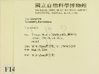 乳菇屬藏品圖，第2張