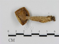 乳菇屬藏品圖，第3張