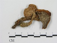 登錄號:F0014220藏品圖，第3張