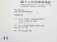 粉褶菌屬藏品圖，第2張