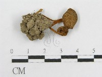 粉褶菌屬藏品圖，第3張