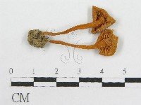 粉褶菌屬藏品圖，第1張