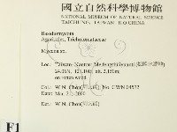 小菇屬藏品圖，第2張