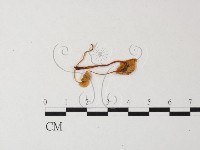 小菇屬藏品圖，第3張