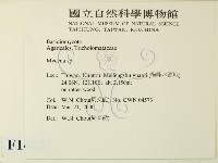 小菇屬藏品圖，第2張