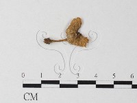 小菇屬藏品圖，第3張