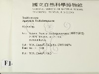 小菇屬藏品圖，第2張