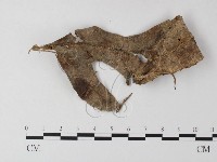 小菇屬藏品圖，第1張