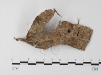 小菇屬藏品圖，第3張